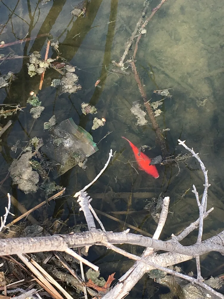 Crucian carp — Credit River, Apr 10, 2018