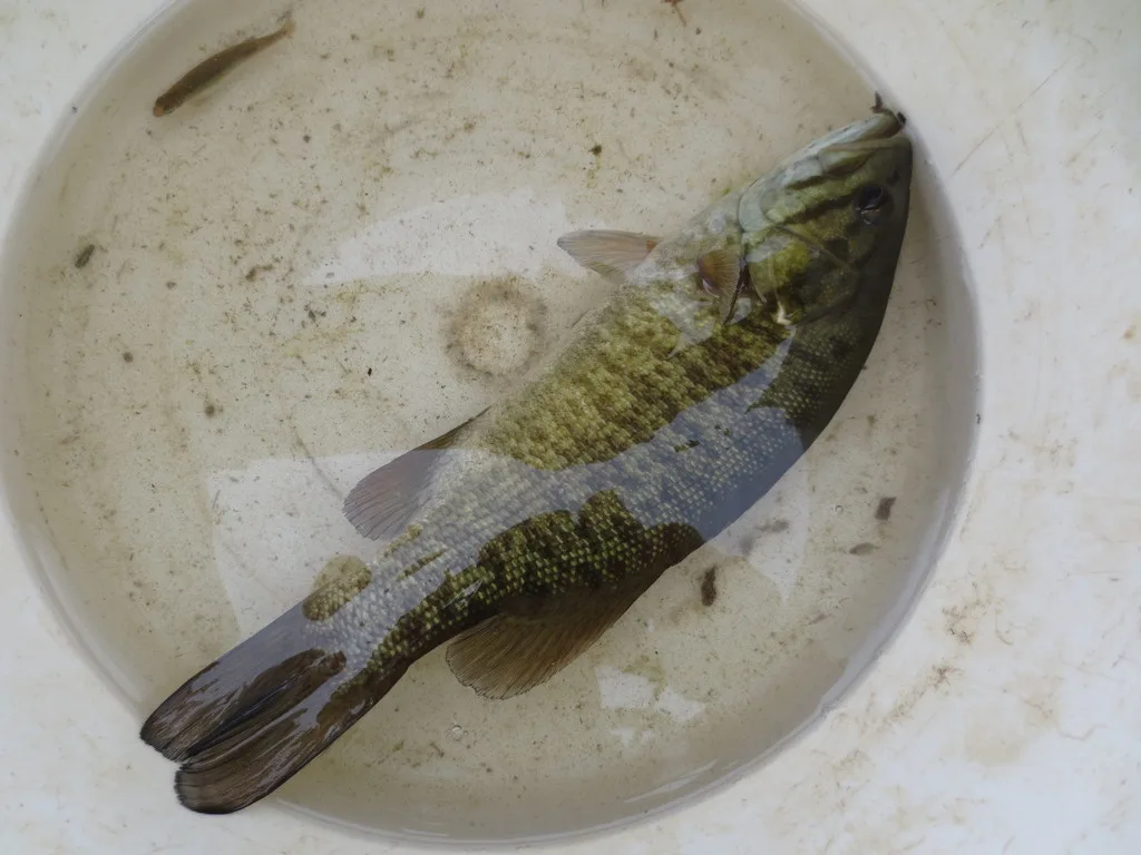 Smallmouth bass — Rainy Lake, Jun 17, 2019