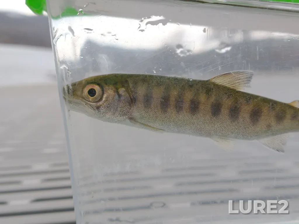 Coho salmon — Thompson River, Mar 15, 2022, 4:18 PM
