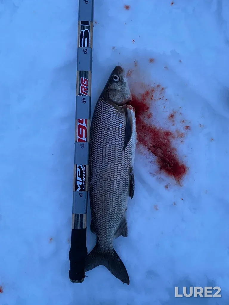 Whitefish — Clear Lake, Mar 15, 2022, 8:04 PM