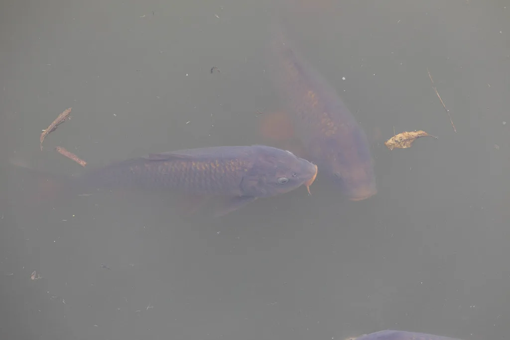 Carp — Okanagan Lake, Mar 26, 2022