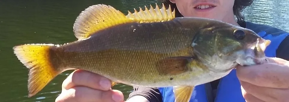 Smallmouth bass — Little Basswood Lake, Sep 21, 2015