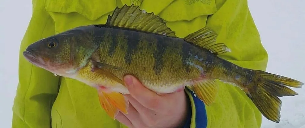 Yellow perch — Twin Lakes, Jan 31, 2016
