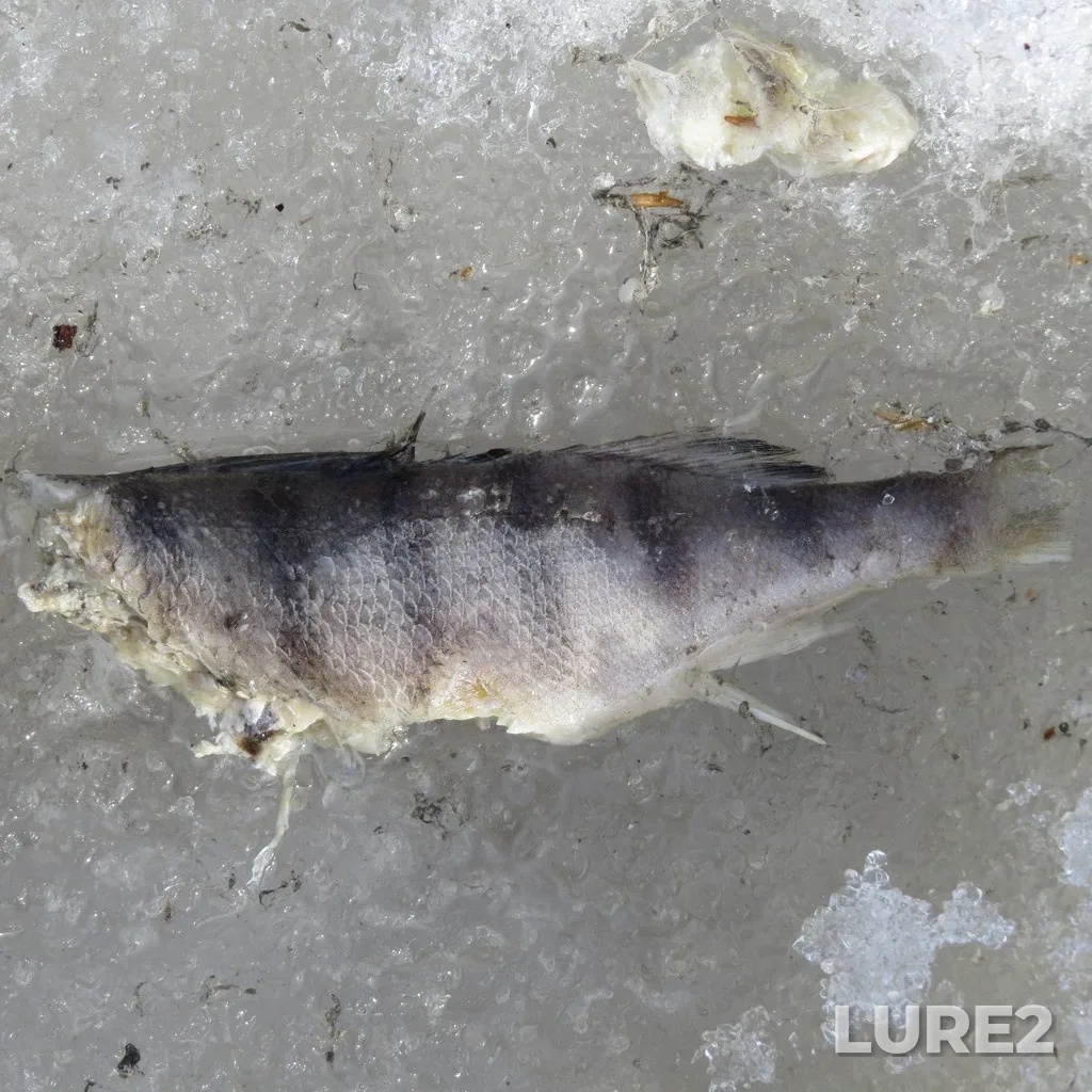 Perch — Verkh-Isetskoye, Apr 10, 2022, 3:43 PM