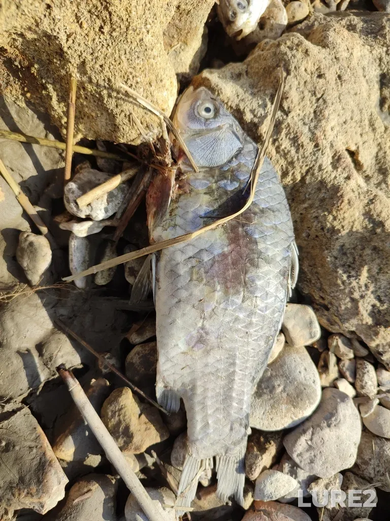 Crucian carp — Rostovskaya obl., Rossiya, 346866, Apr 16, 2022, 4:00 PM