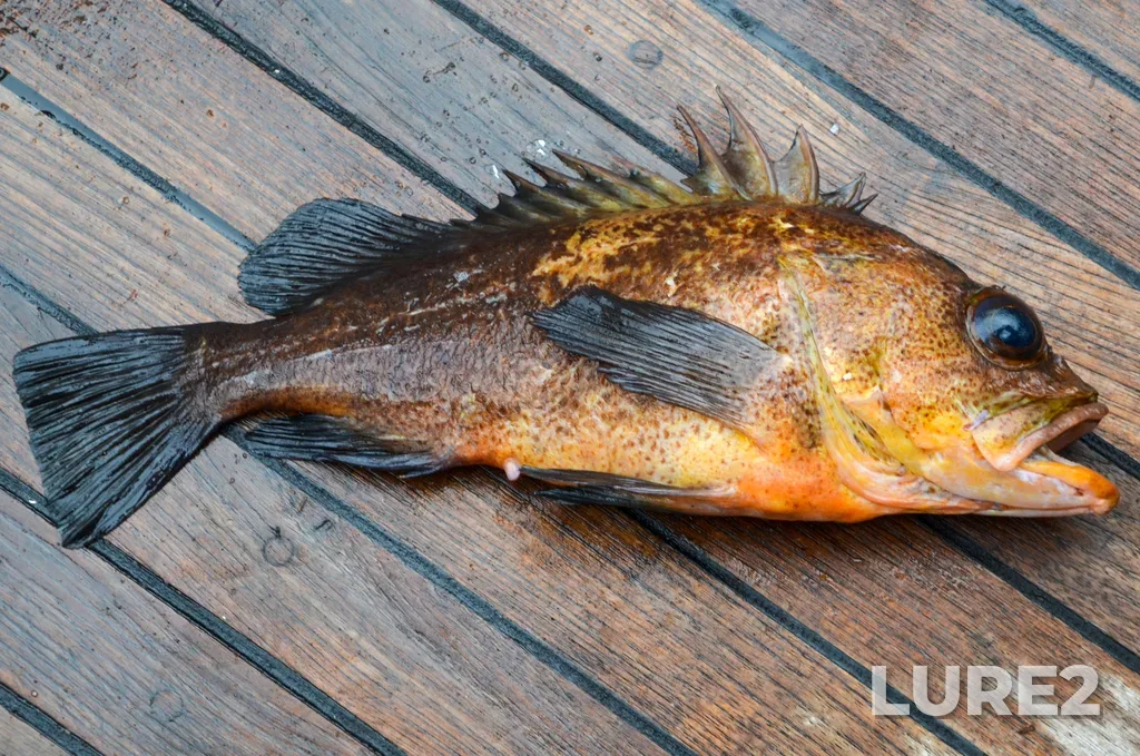 Rockfish — Sutil Channel, Aug 10, 2016, 11:45 AM