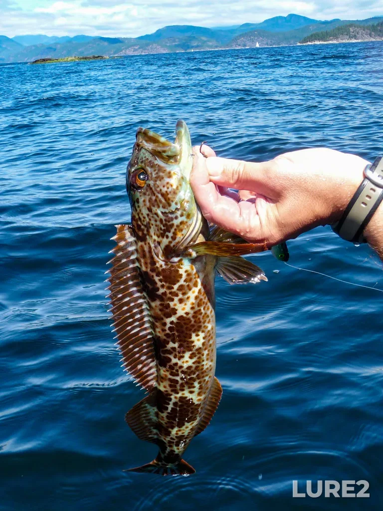 Lingcod — Black's Bay, Aug 09, 2010, 1:14 PM