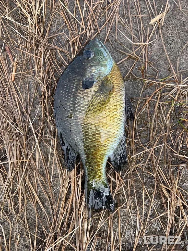 Bluegill — Lake Erie, Apr 23, 2022, 11:09 AM