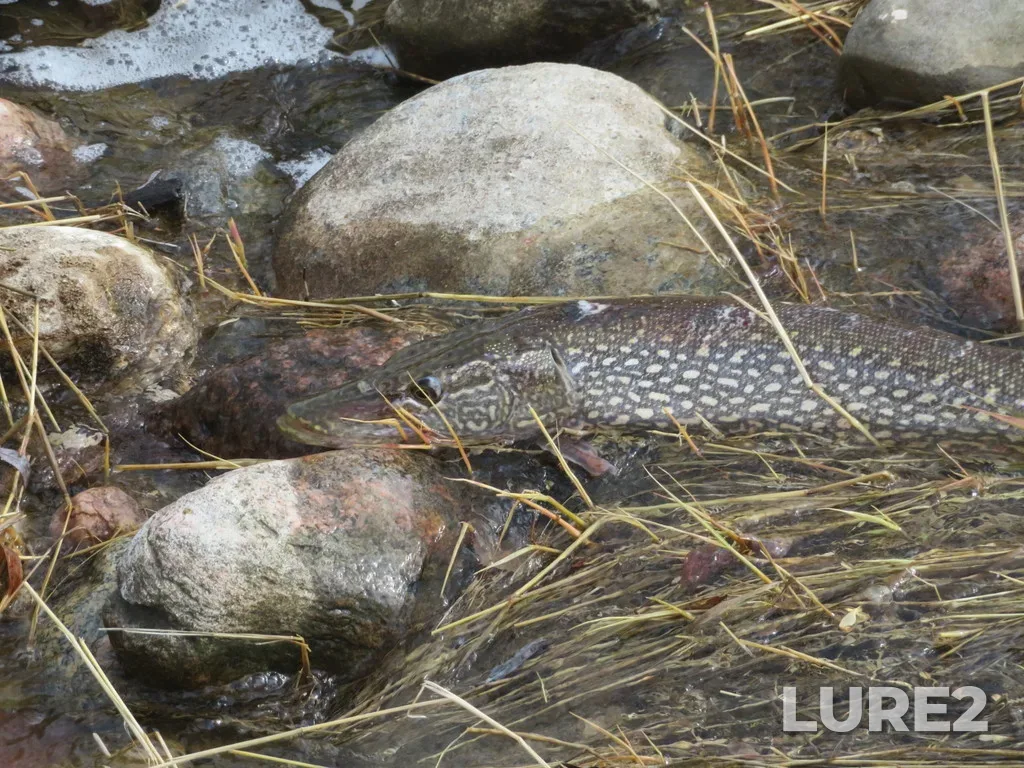 Pike — Buffalo Pound Lake, Apr 25, 2022, 3:47 PM