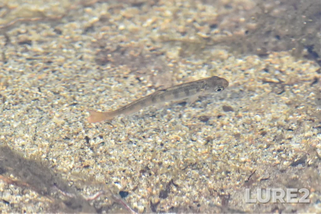 Coho salmon — Chilliwack Lake, Apr 23, 2022, 12:13 PM