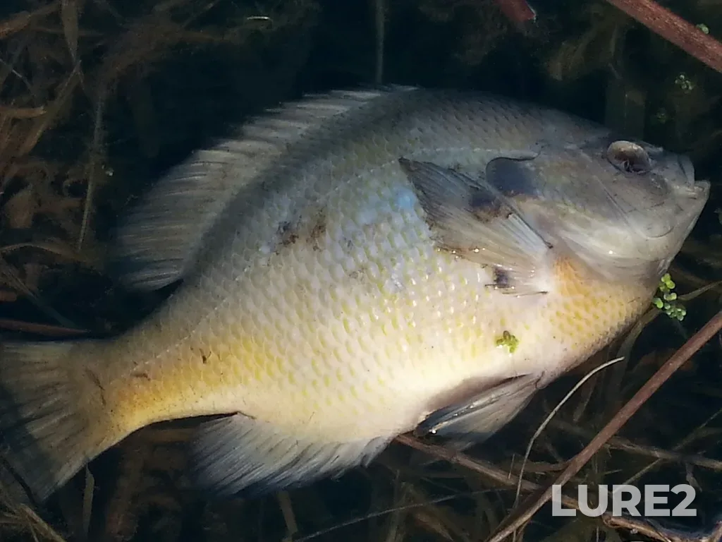 Bluegill — Tiessen Channel, Apr 25, 2018, 6:12 PM