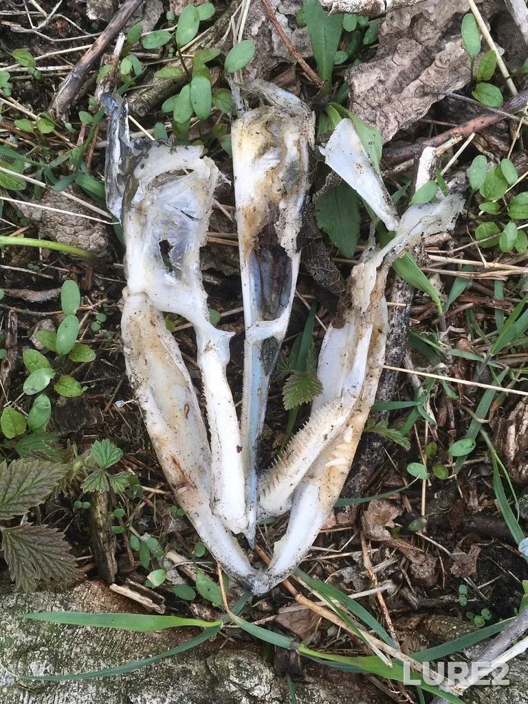 Pike — Lake Erie, May 04, 2022, 2:31 PM
