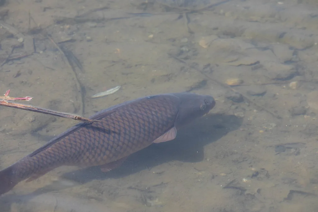 Carp — Okanagan Lake, May 9, 2022