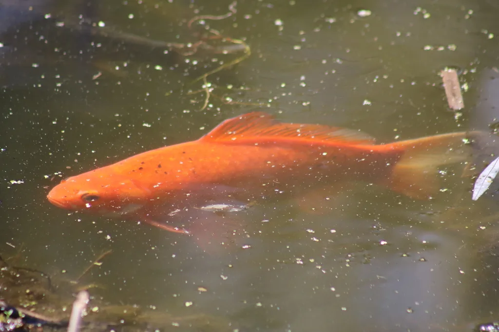 Crucian carp — Tiessen Channel, May 14, 2022