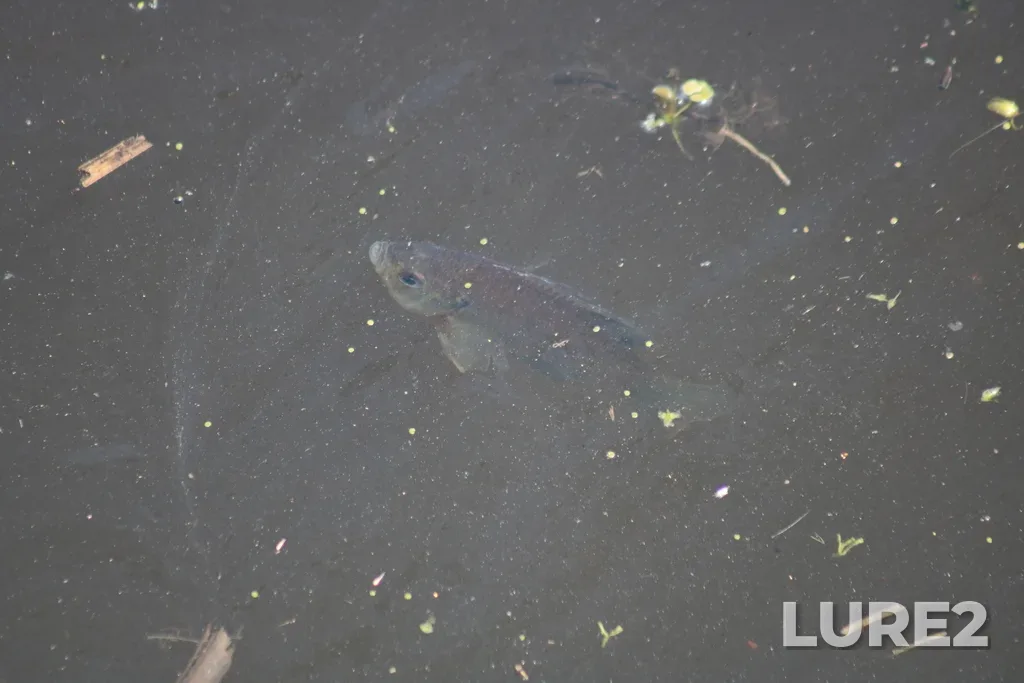 Bluegill — Lake Pond, May 14, 2022, 2:38 PM