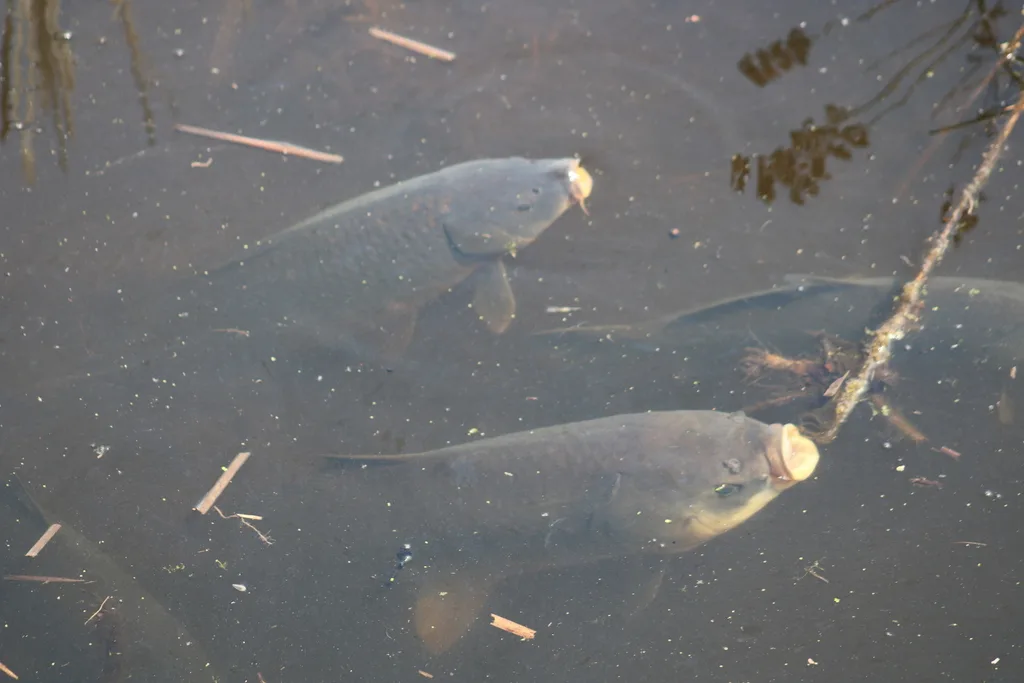 Carp — Sanctuary Pond, May 14, 2022