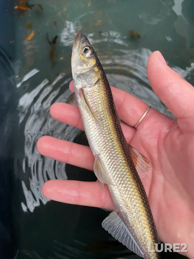 Rainbow smelt — Clyburn Brook, May 17, 2022, 10:04 AM