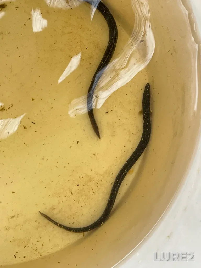 European eel — Clyburn Brook, May 17, 2022, 10:08 AM