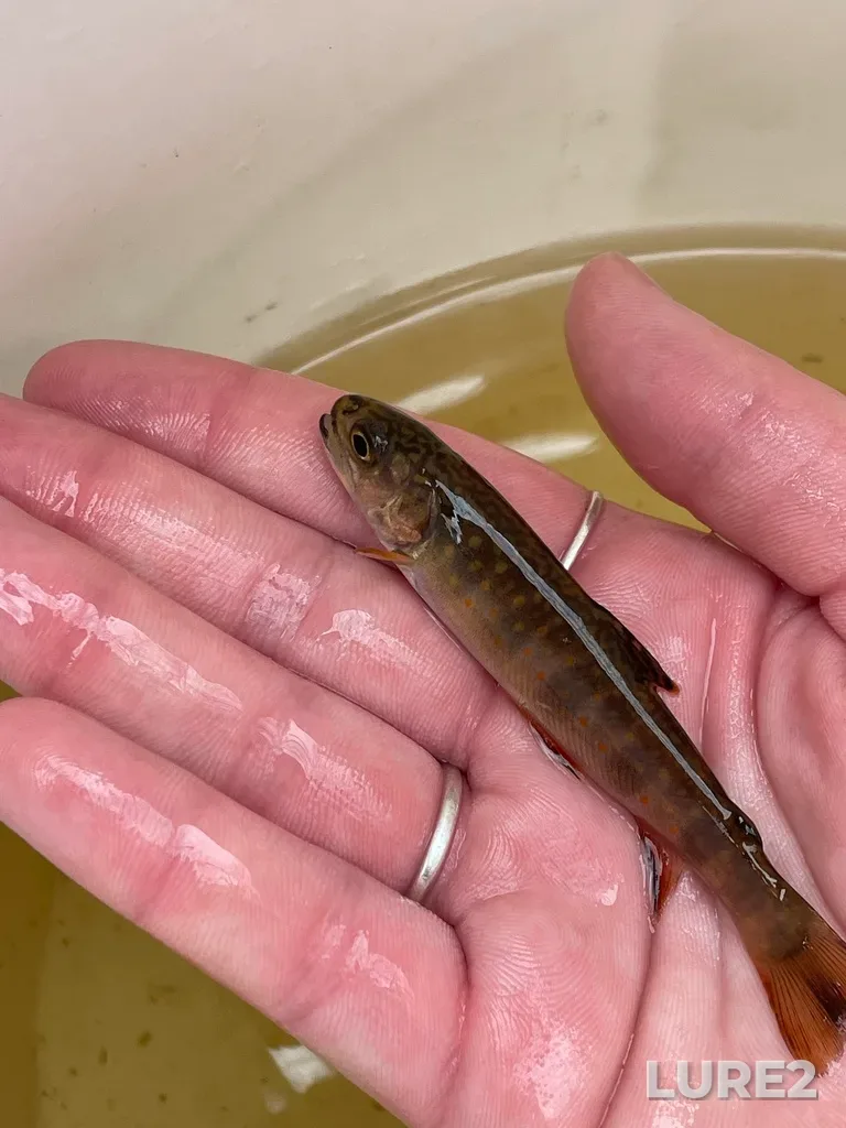 Brook trout — Clyburn Brook, May 17, 2022, 10:08 AM