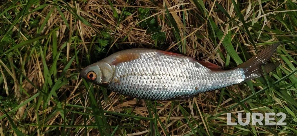 Roach — Turya, May 18, 2022, 2:12 PM