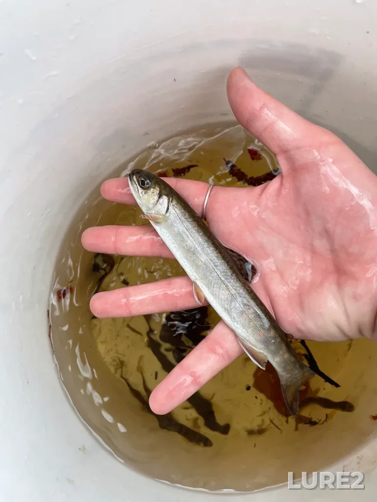 Brook trout — Clyburn Brook, May 18, 2022, 10:25 AM