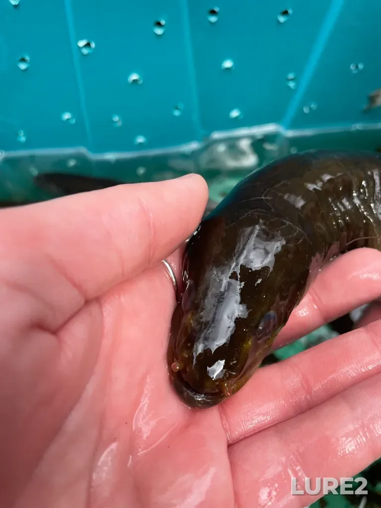 European eel — Clyburn Brook, May 18, 2022, 10:51 AM