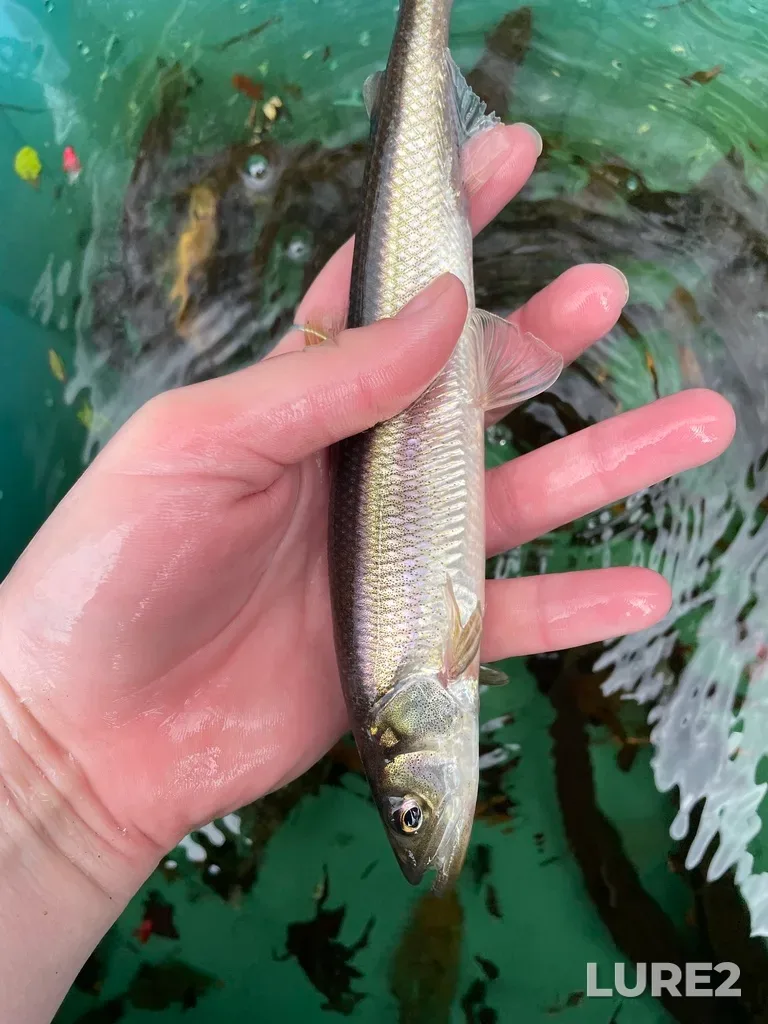 Rainbow smelt — Clyburn Brook, May 18, 2022, 10:56 AM