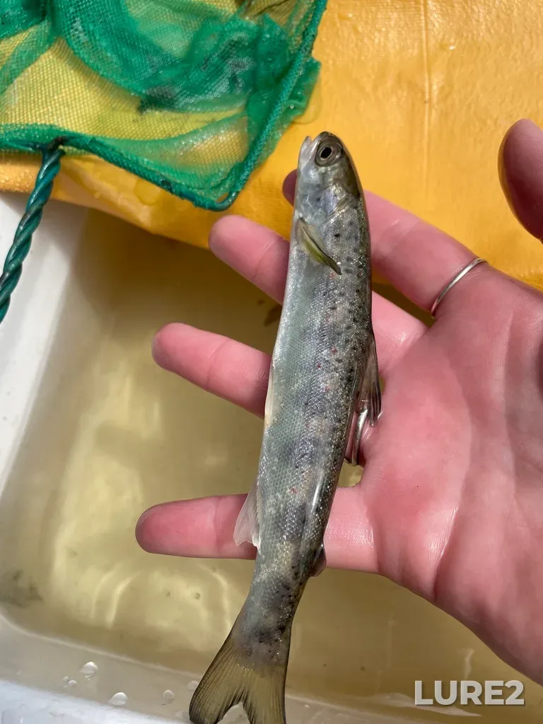 Atlantic salmon — Clyburn Brook, May 18, 2022, 11:32 AM