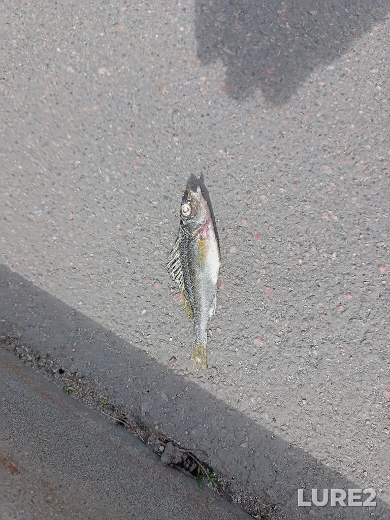 Ruffe — Zhdanovka, May 23, 2022, 12:17 PM