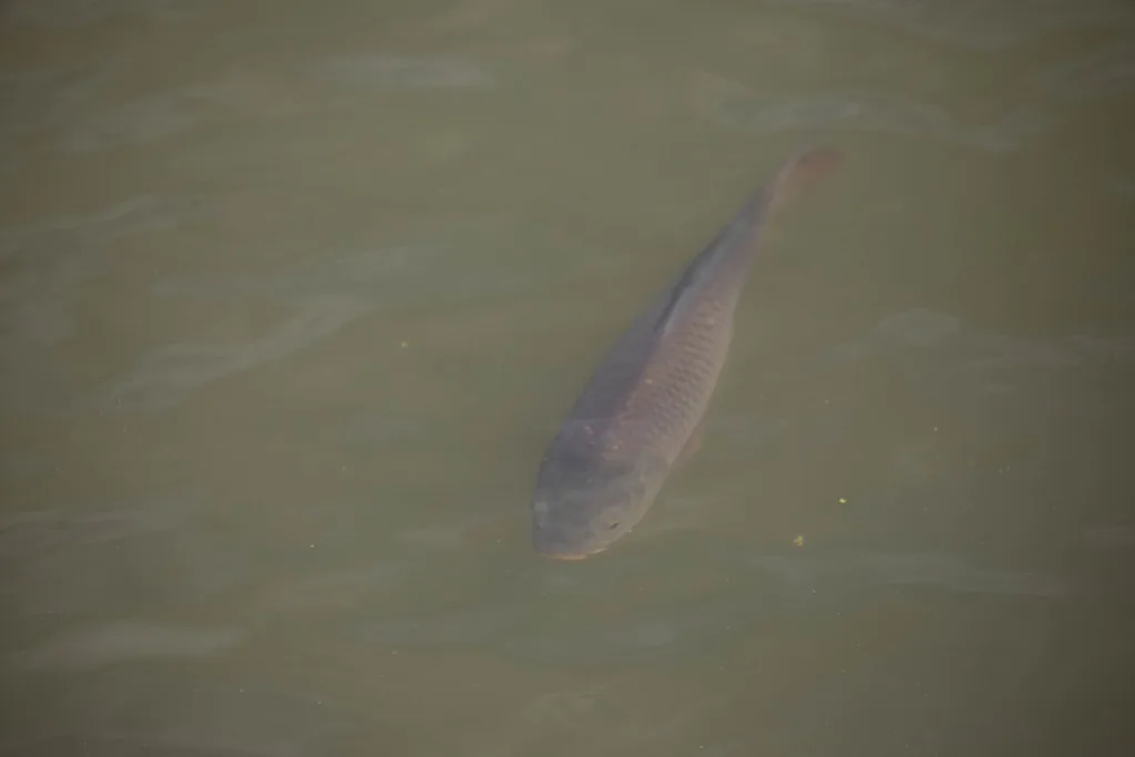 Carp — Rouge River, May 24, 2022