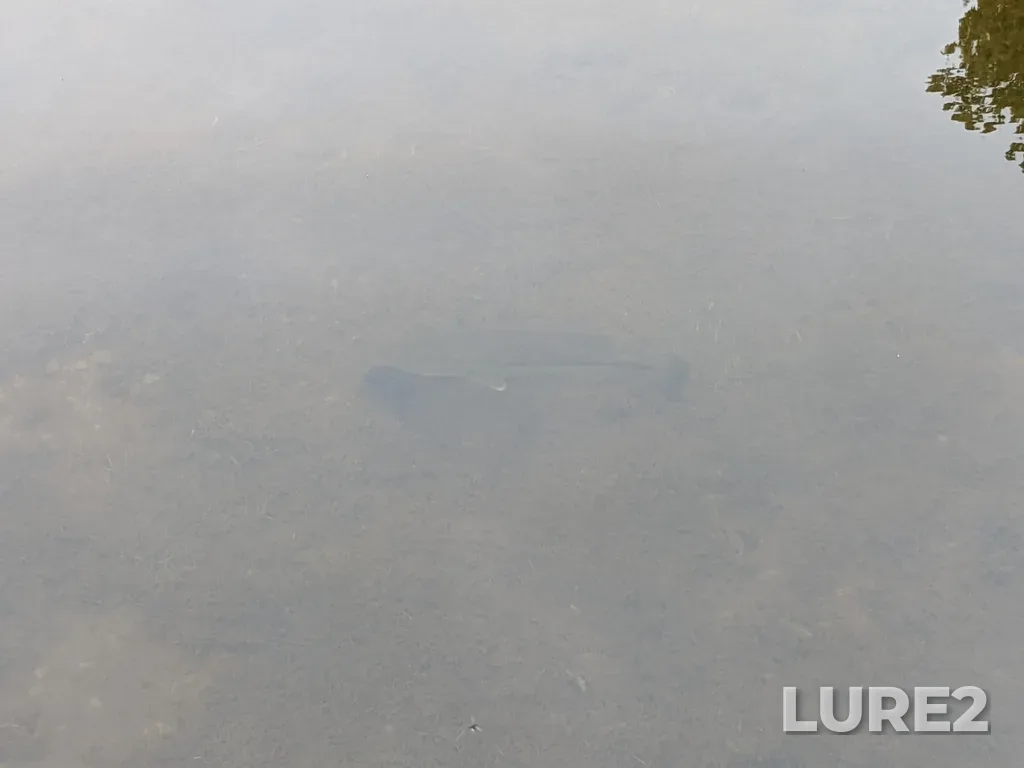 Largemouth bass — Sucker Lake, May 27, 2022, 5:26 PM