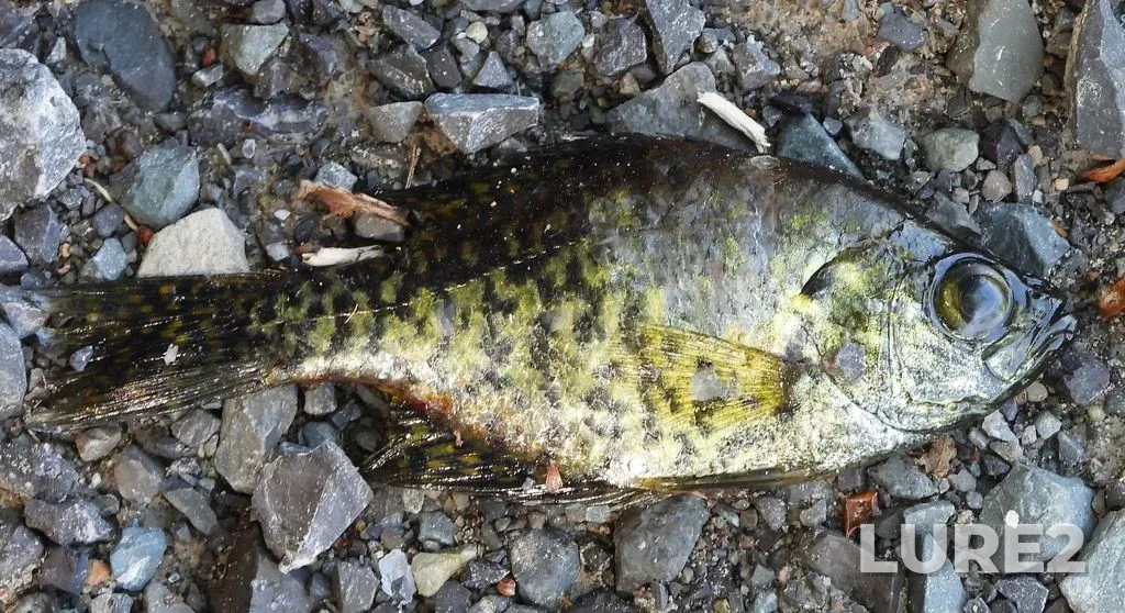 Black crappie — Buck Lake, May 30, 2022, 10:23 AM