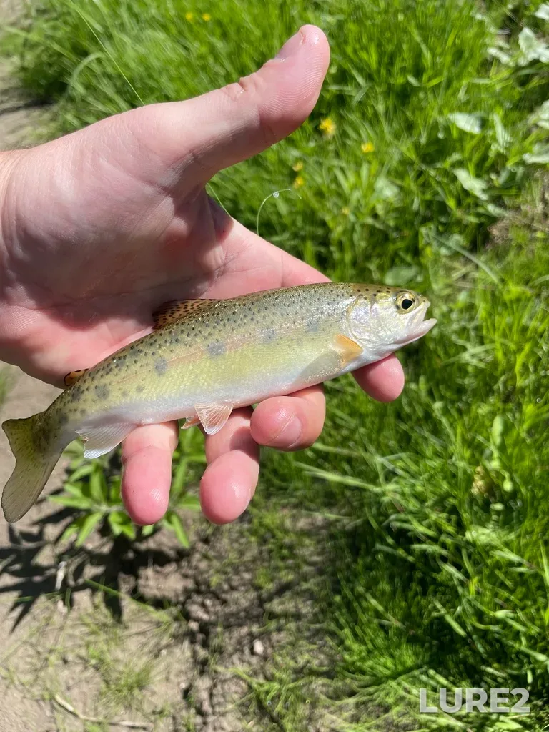 Rainbow trout — Nottawasaga River, Jun 04, 2022, 10:14 AM