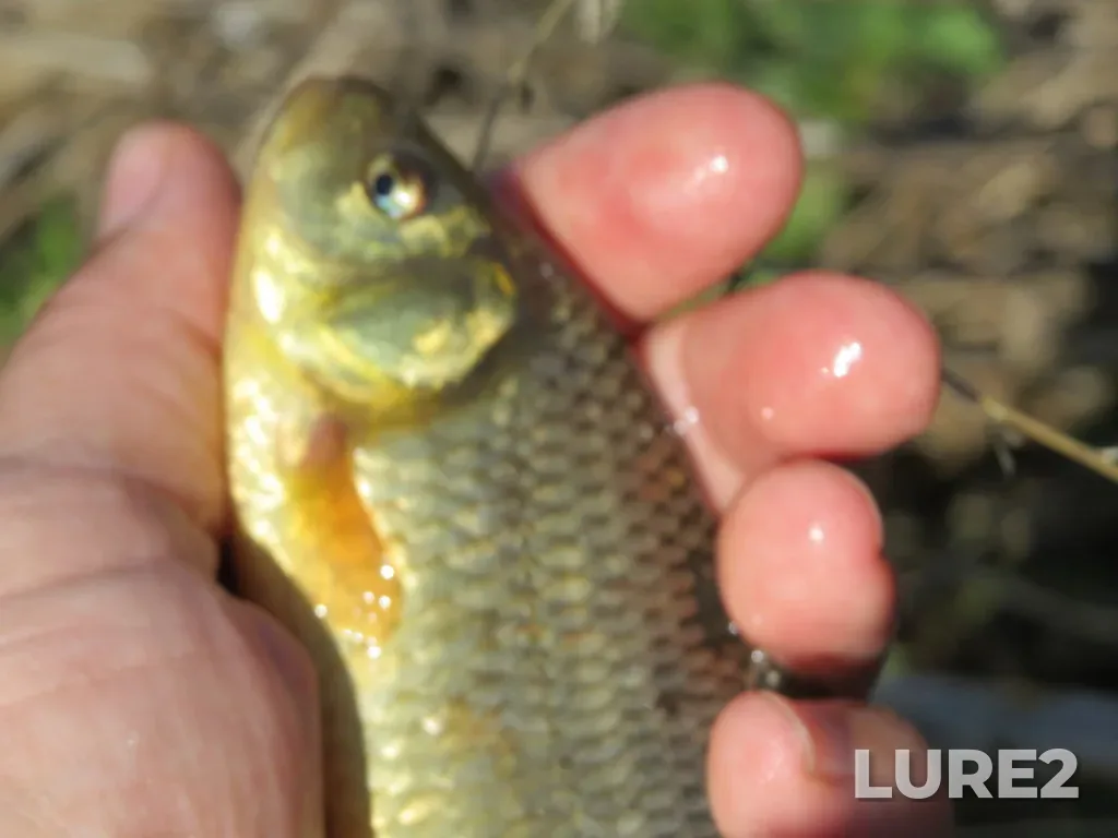 Crucian carp — Tagil, Jun 04, 2022, 10:06 AM