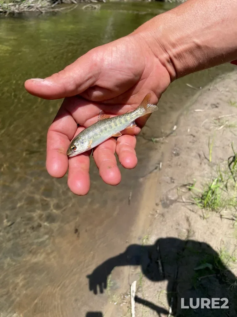 Rainbow trout — Nottawasaga River, Jun 05, 2022, 1:02 PM
