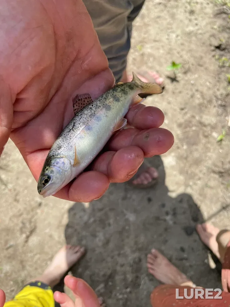 Rainbow trout — Nottawasaga River, Jun 05, 2022, 12:57 PM