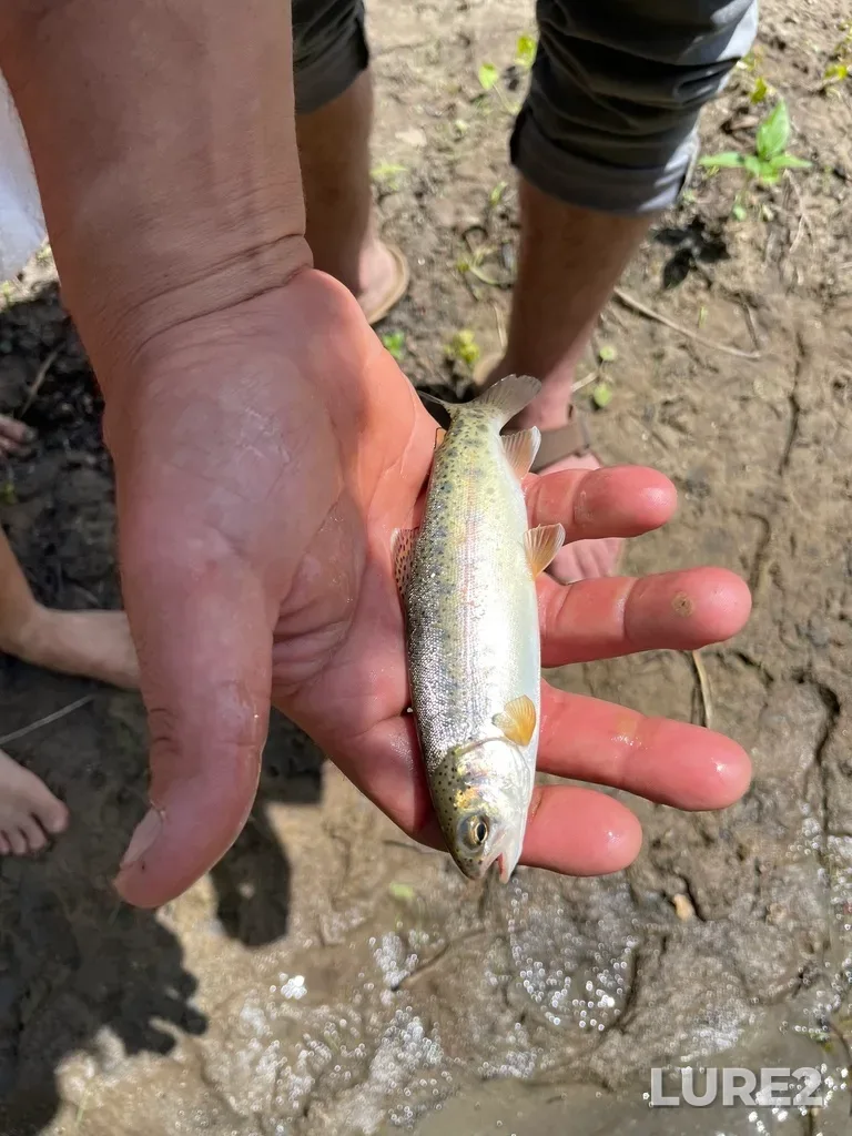 Rainbow trout — Nottawasaga River, Jun 05, 2022, 12:57 PM