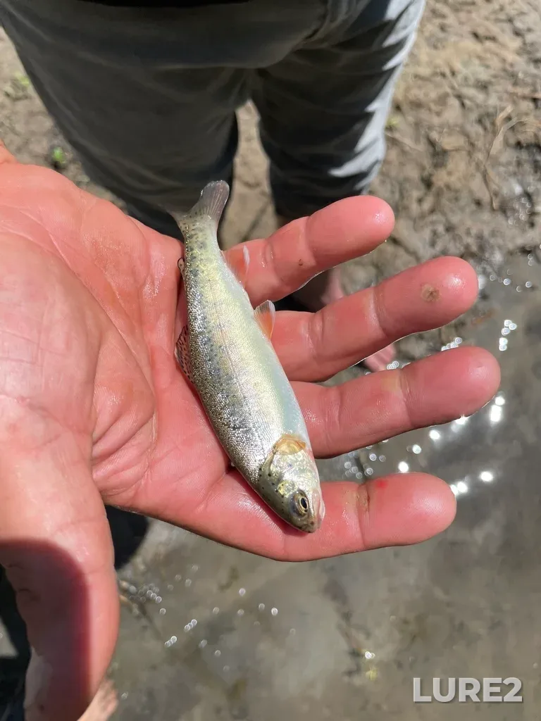 Rainbow trout — Nottawasaga River, Jun 05, 2022, 1:13 PM