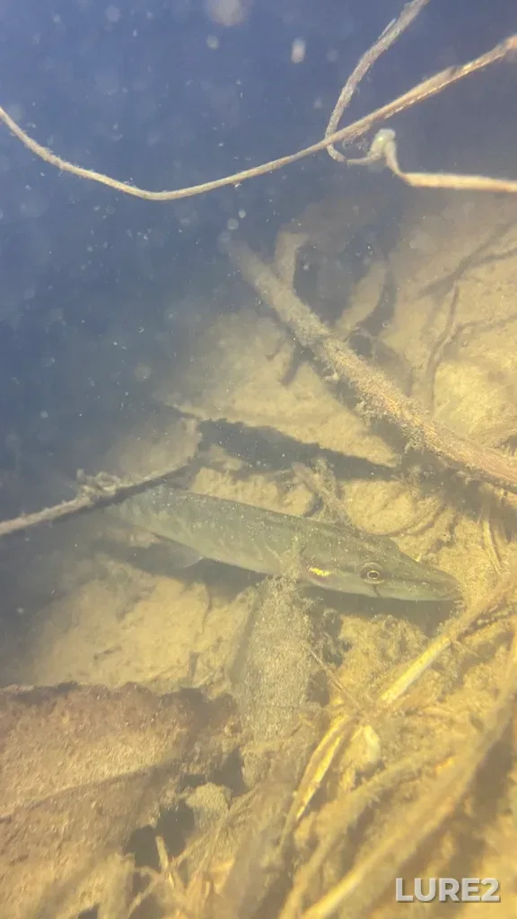 Pike — Grebnoy kanal, Jun 08, 2022, 12:30 AM