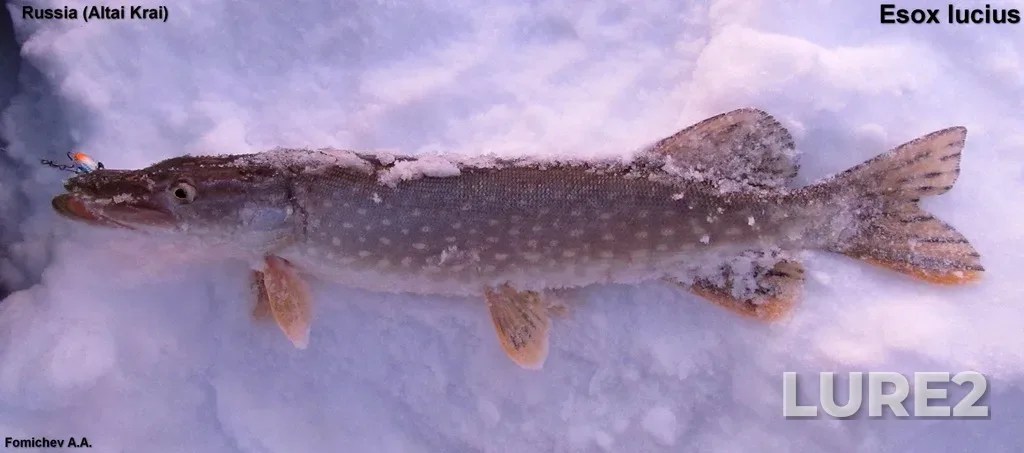 Pike — Ob, Jan 09, 2015