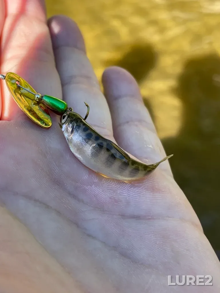 Chinook salmon — Nottawasaga River, Jun 10, 2022, 9:09 AM