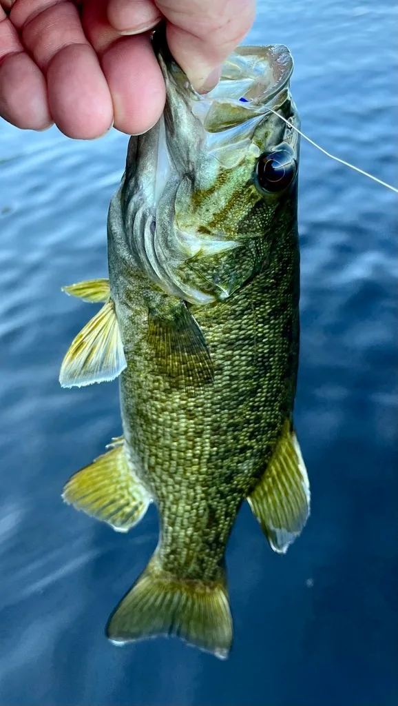 Smallmouth bass — Fancy Lake, Jun 10, 2022