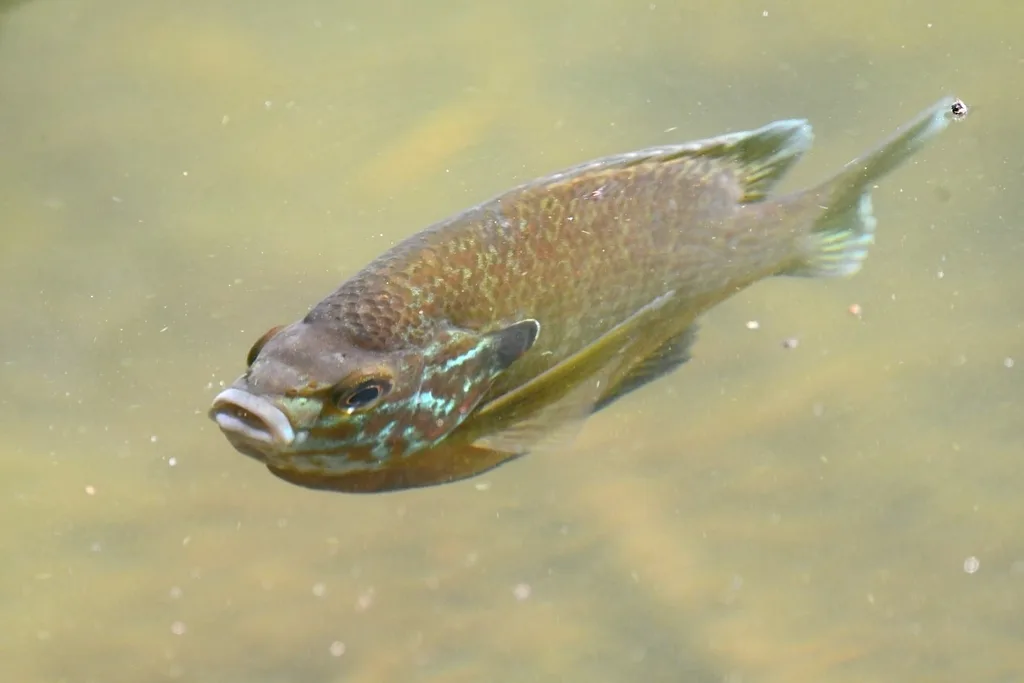 Bluegill — Grenadier Pond, Jun 10, 2022