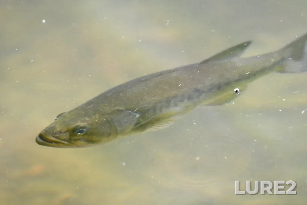 Largemouth bass — Grenadier Pond, Jun 10, 2022, 5:24 PM