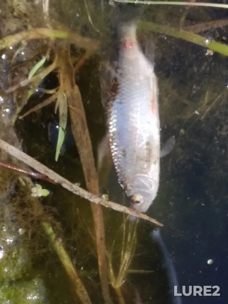 Roach — Yunga, Jun 13, 2022, 8:53 AM