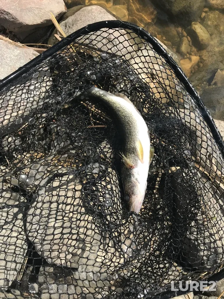 Walleye — Cook's Creek, May 05, 2018, 11:40 AM