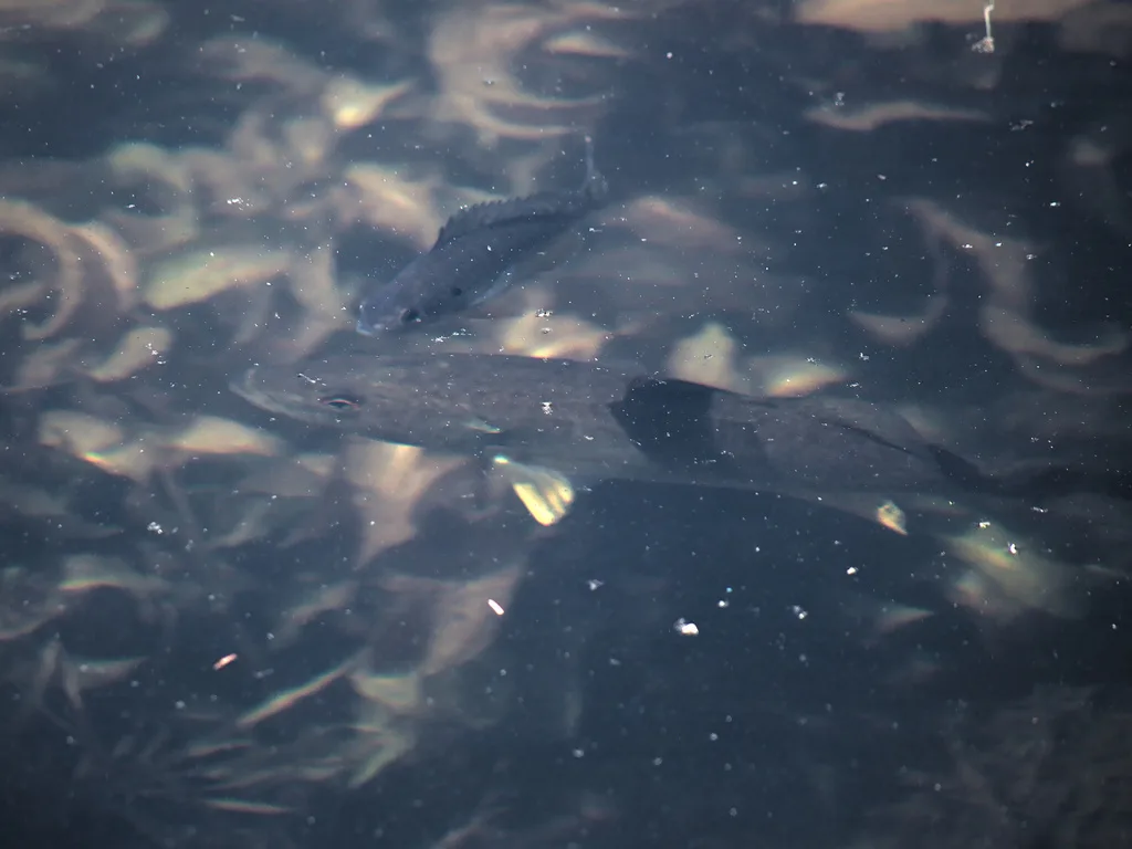 Smallmouth bass — Fisher Lake, Jun 7, 2022