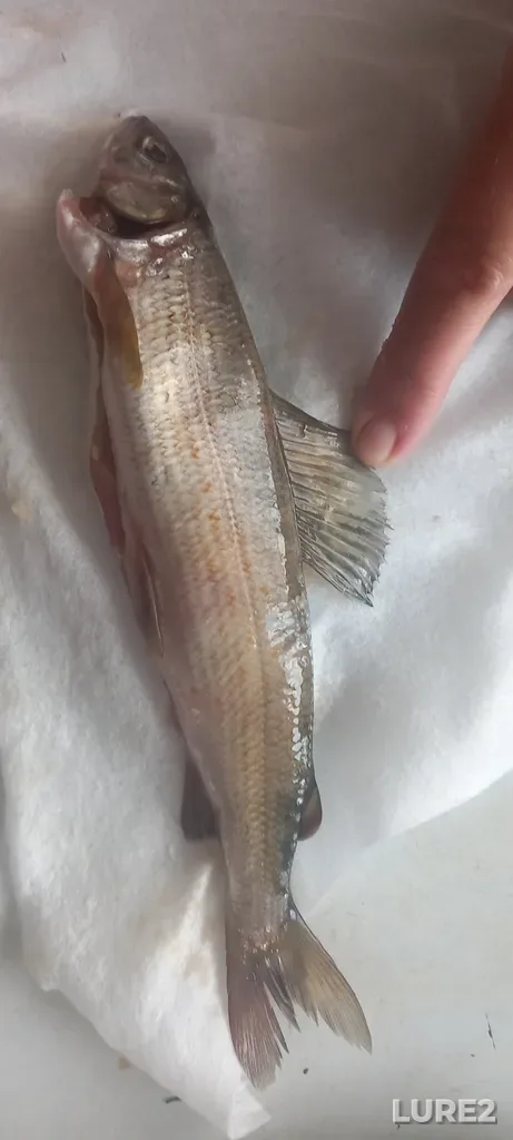 Grayling — Khonyaki, Irkutskaya obl., Rossiya, Jun 16, 2022, 7:30 PM