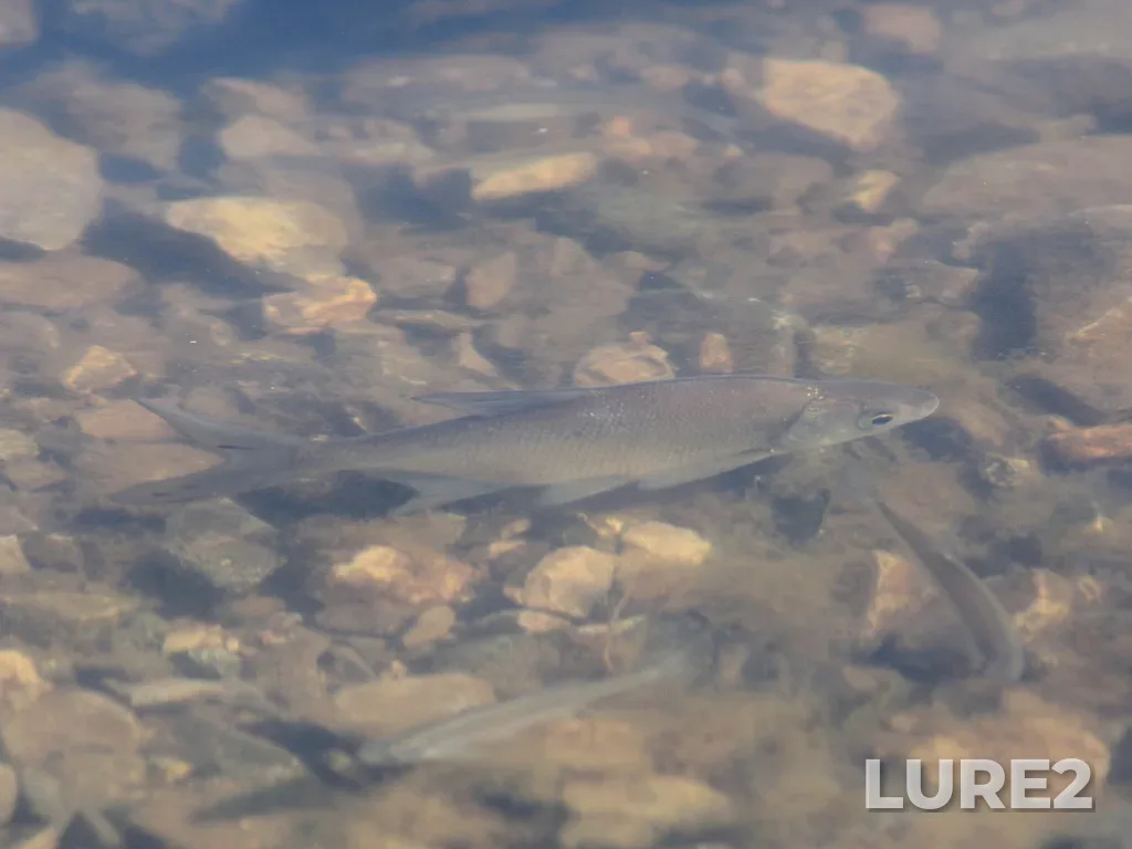 Bream — Izhevskiy, Jun 16, 2022, 7:20 AM