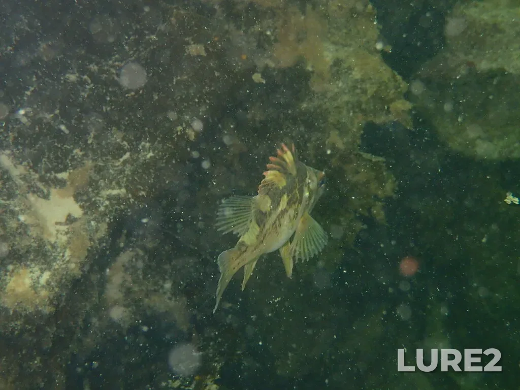 Rockfish — Haro Strait, Jun 17, 2022